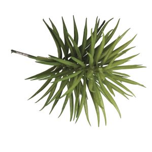 Sukkulente 'Senecio'