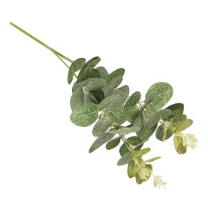 Branche d'eucalyptus