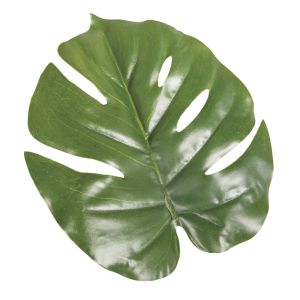 Feuille monstera