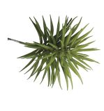 Sukkulente 'Senecio'