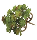 Succulent  Sedum