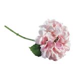 Hydrangea, pale-pink