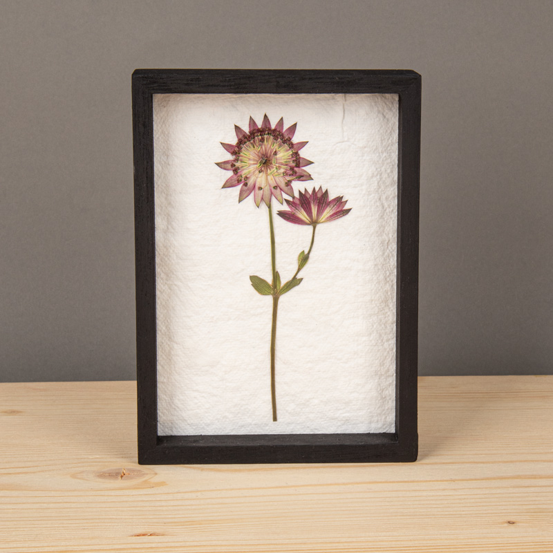 Gepresste Blumen im Rahmen